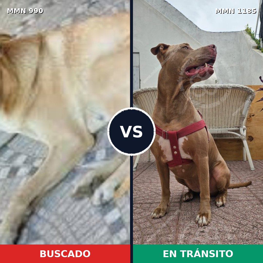 Comparativa MMS 23621: mascota perdida y mascota encontrada, 43% de similitud