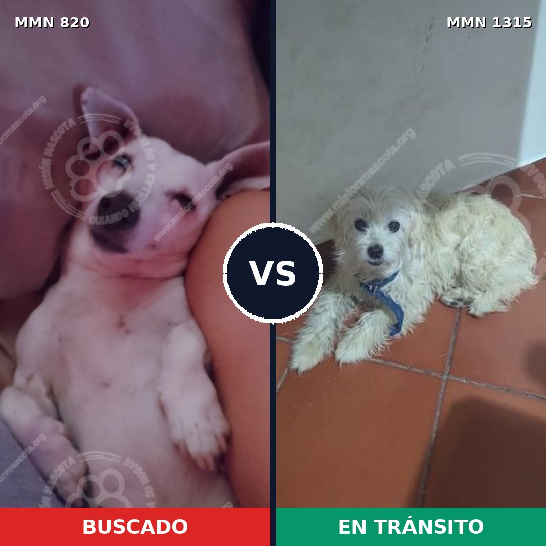 Comparativa MMS 23623: mascota perdida y mascota encontrada, 50% de similitud