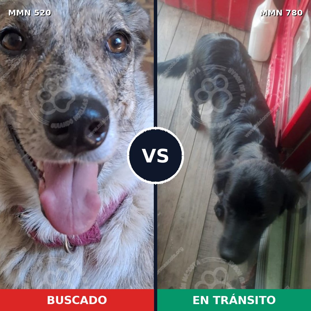 Comparativa MMS 23626: mascota perdida y mascota encontrada, 35% de similitud