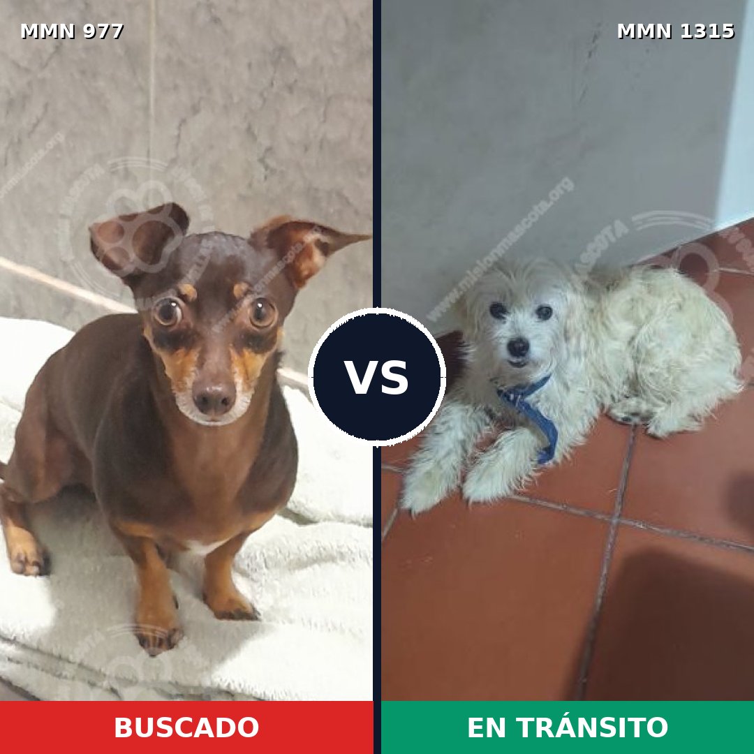 Comparativa MMS 23629: mascota perdida y mascota encontrada, 67% de similitud