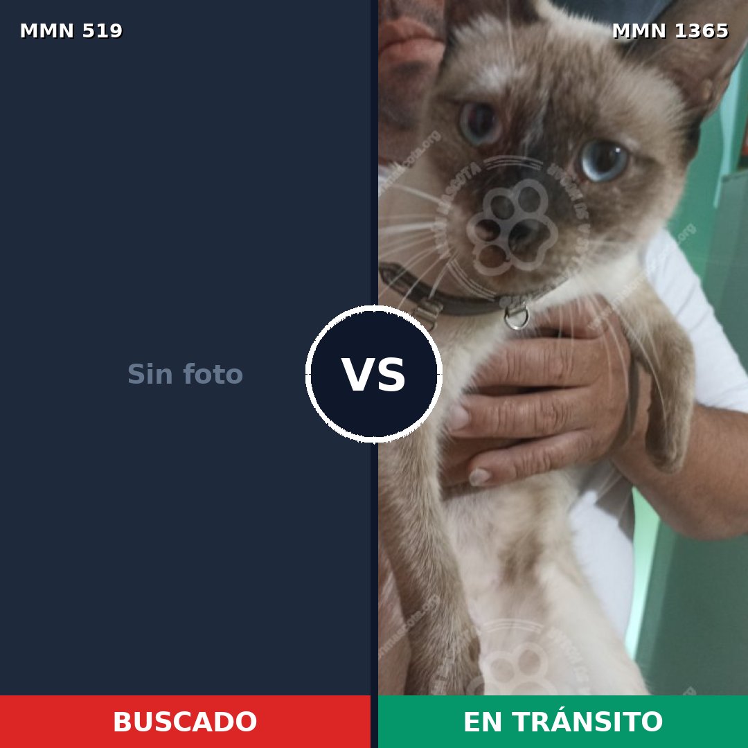 Comparativa MMS 23630: mascota perdida y mascota encontrada, 36% de similitud