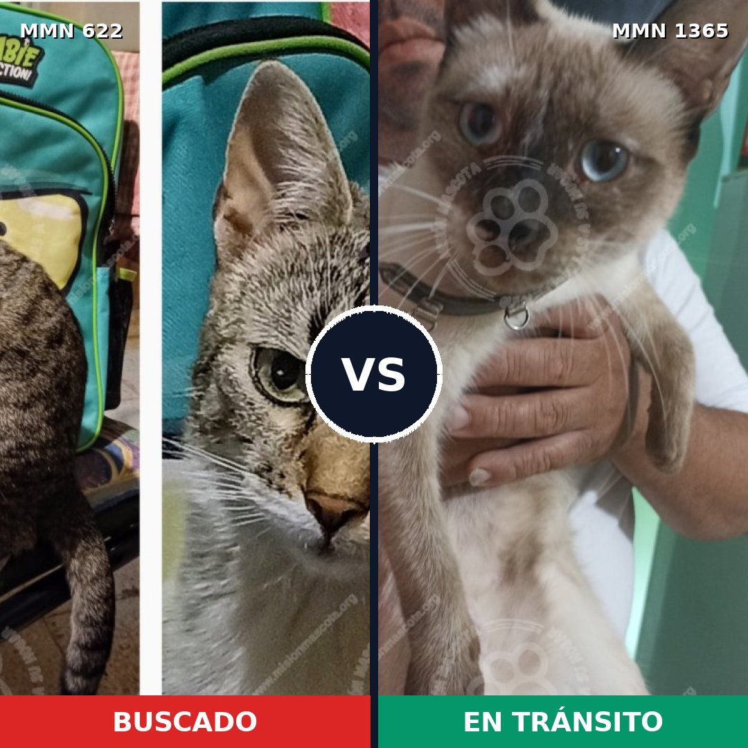 Comparativa MMS 23633: mascota perdida y mascota encontrada, 41% de similitud