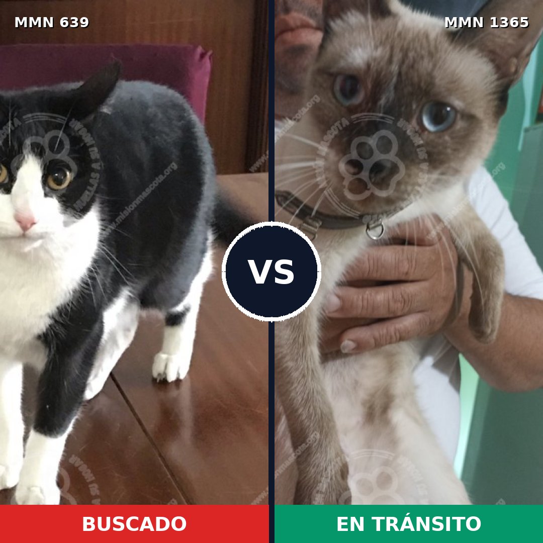 Comparativa MMS 23634: mascota perdida y mascota encontrada, 25% de similitud