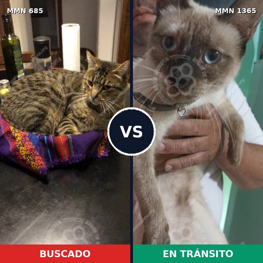 Comparativa MMS 23636: mascota perdida y mascota encontrada, 21% de similitud