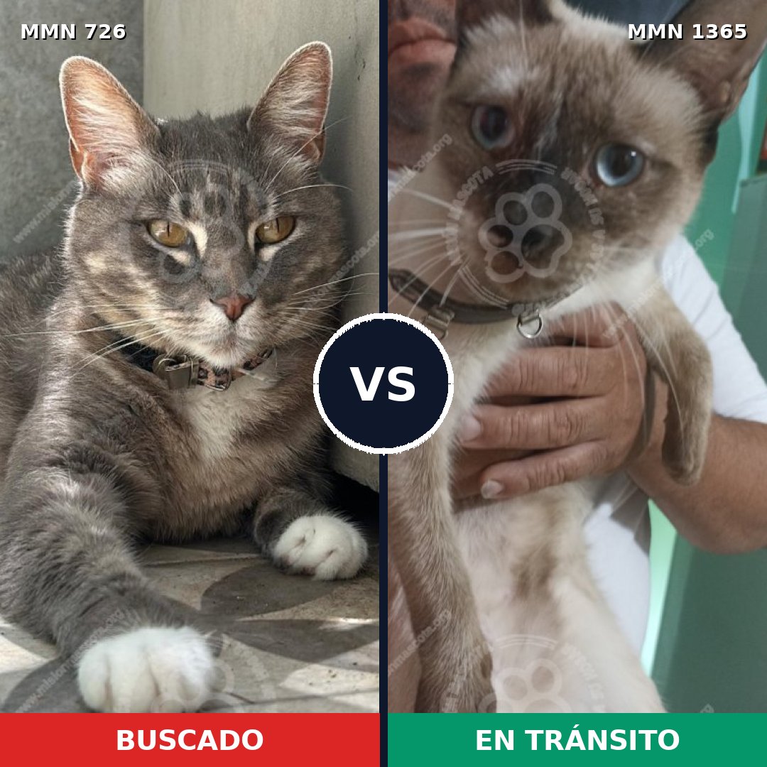 Comparativa MMS 23637: mascota perdida y mascota encontrada, 25% de similitud