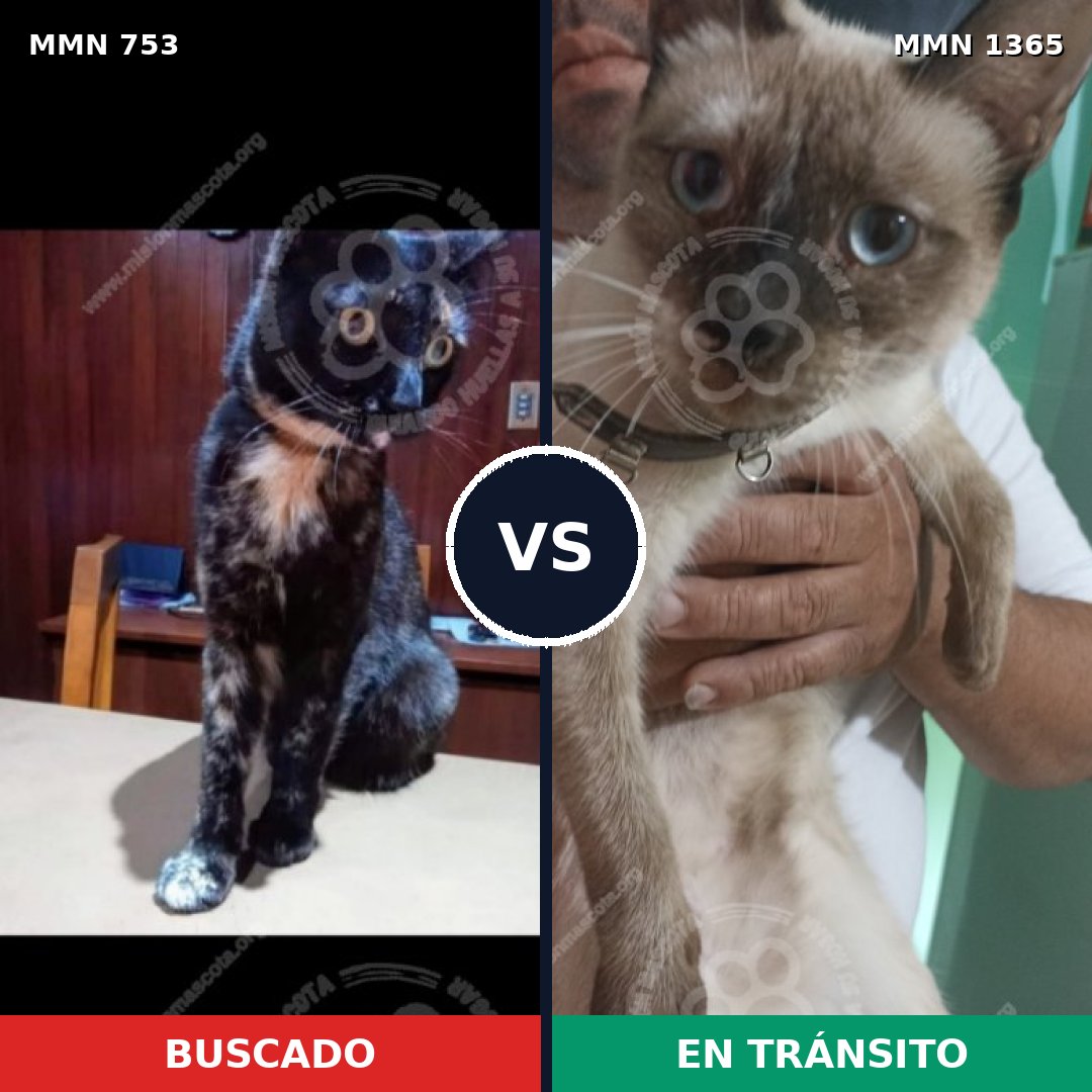 Comparativa MMS 23638: mascota perdida y mascota encontrada, 25% de similitud