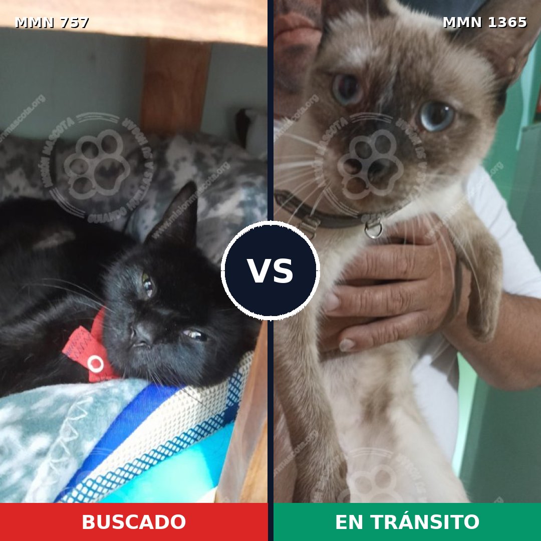 Comparativa MMS 23639: mascota perdida y mascota encontrada, 35% de similitud