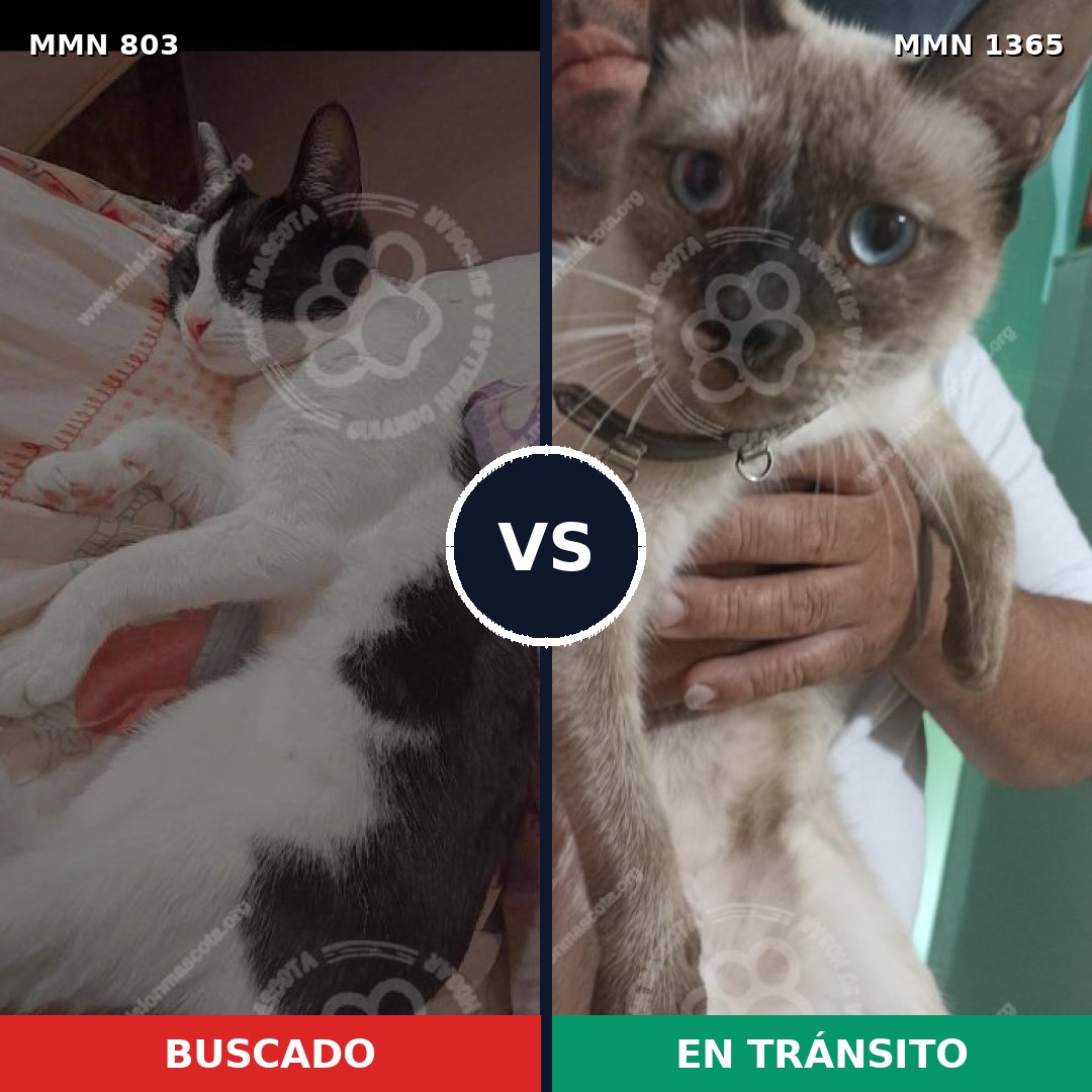 Comparativa MMS 23640: mascota perdida y mascota encontrada, 32% de similitud