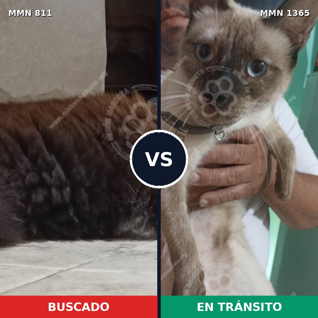 Comparativa MMS 23641: mascota perdida y mascota encontrada, 40% de similitud