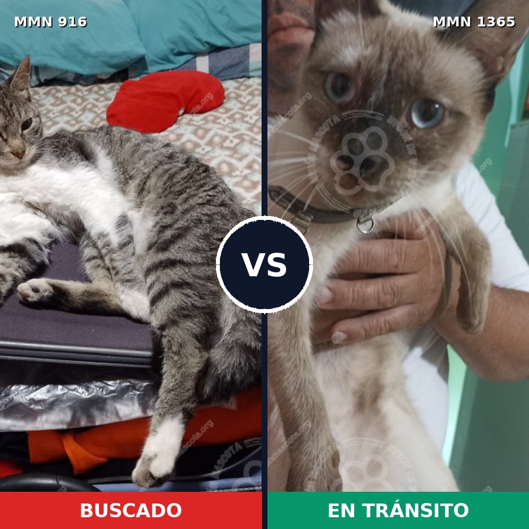 Comparativa MMS 23642: mascota perdida y mascota encontrada, 33% de similitud