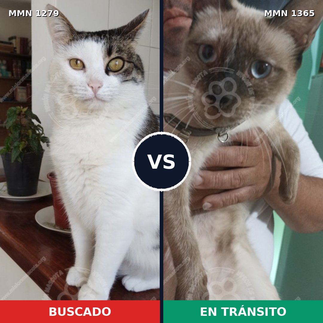 Comparativa MMS 23644: mascota perdida y mascota encontrada, 28% de similitud