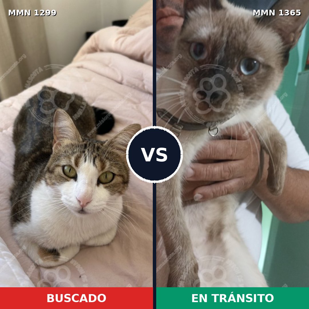 Comparativa MMS 23645: mascota perdida y mascota encontrada, 36% de similitud