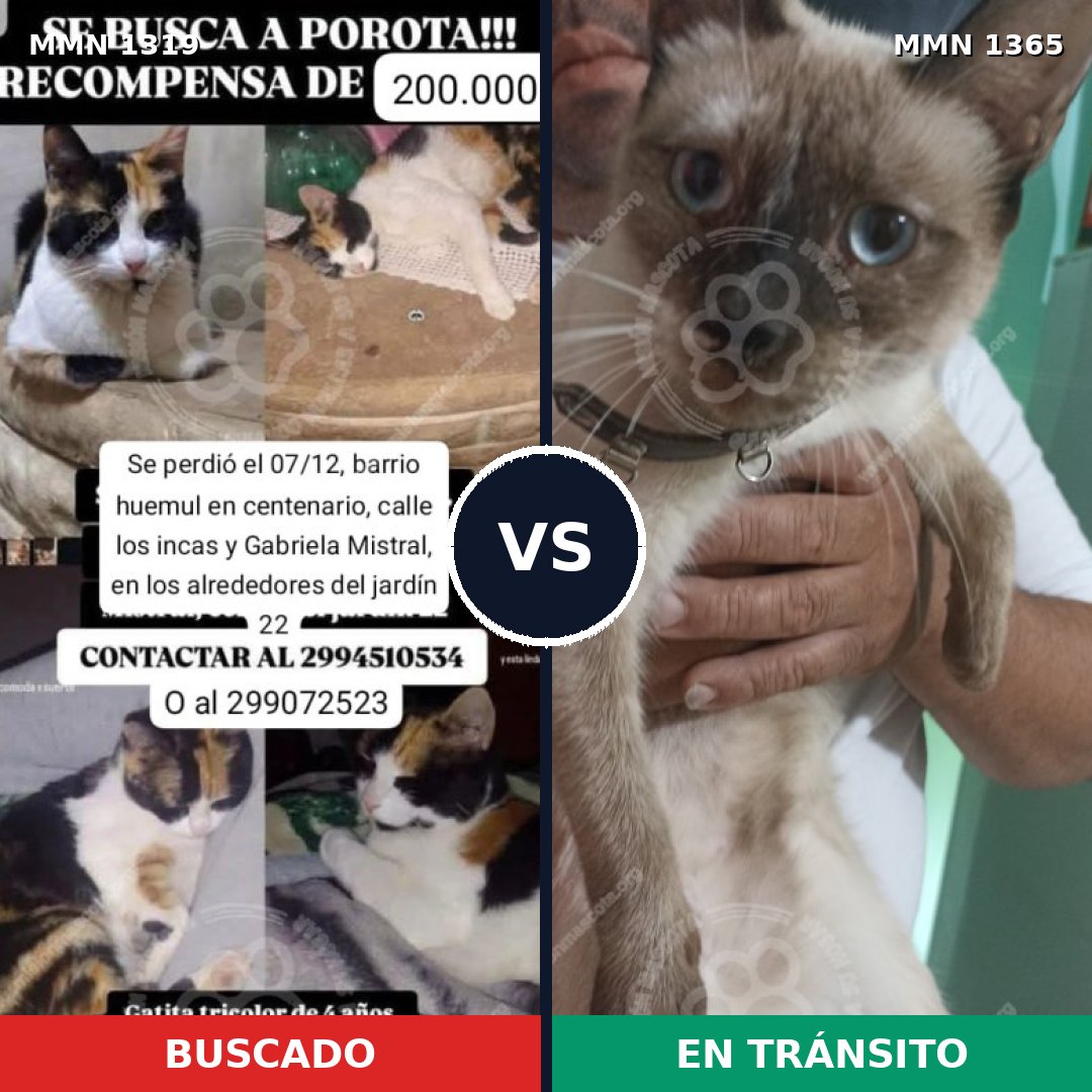 Comparativa MMS 23646: mascota perdida y mascota encontrada, 26% de similitud