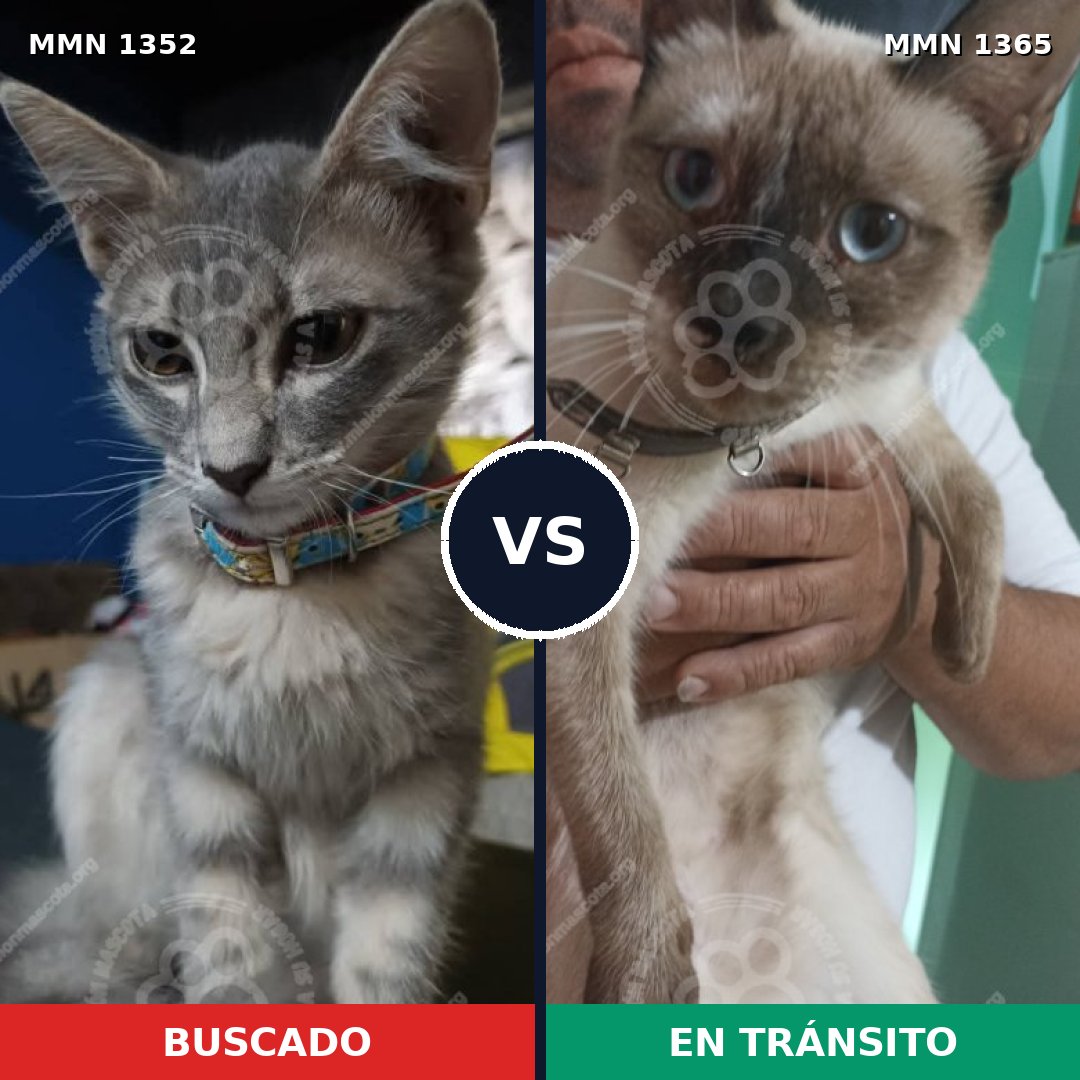 Comparativa MMS 23647: mascota perdida y mascota encontrada, 50% de similitud