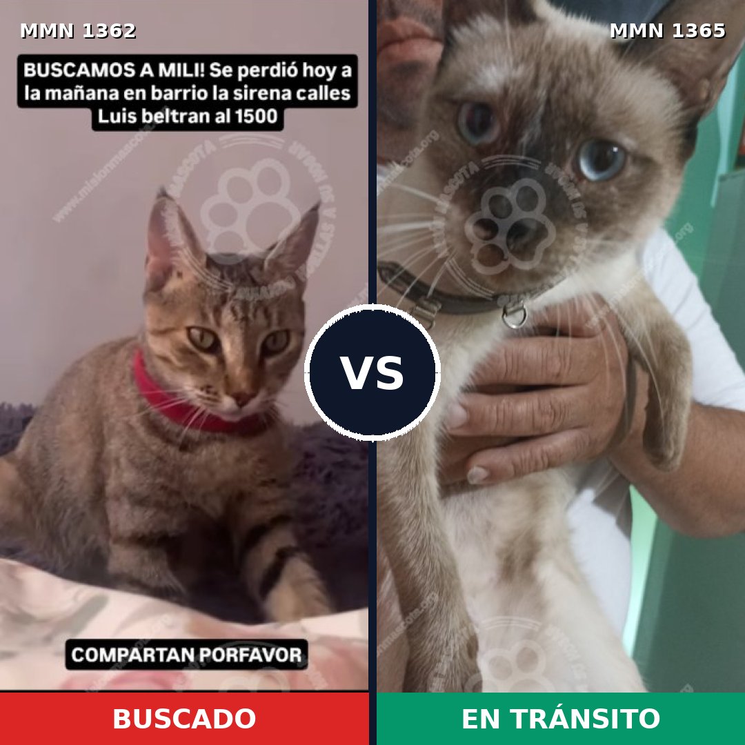 Comparativa MMS 23648: mascota perdida y mascota encontrada, 39% de similitud
