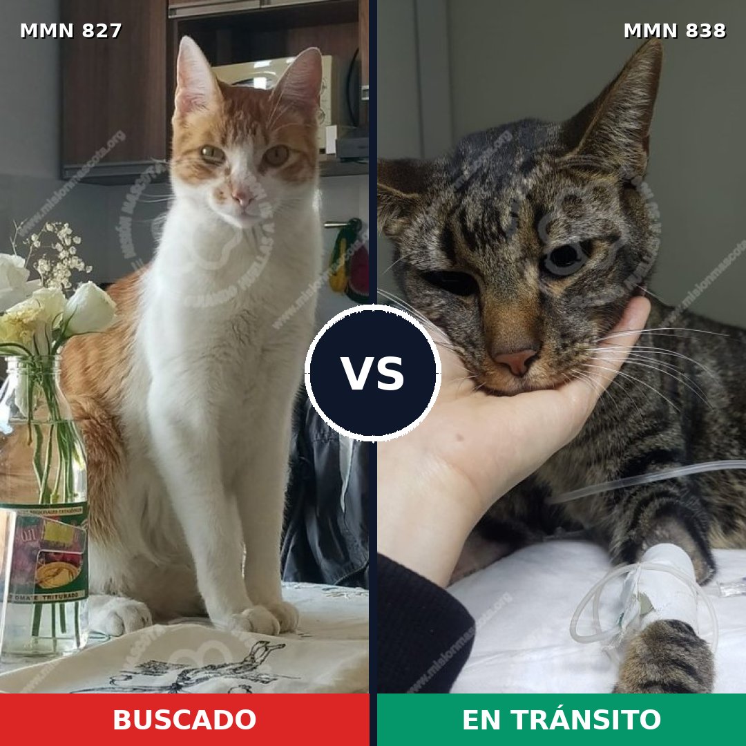 Comparativa MMS 23651: mascota perdida y mascota encontrada, 49% de similitud
