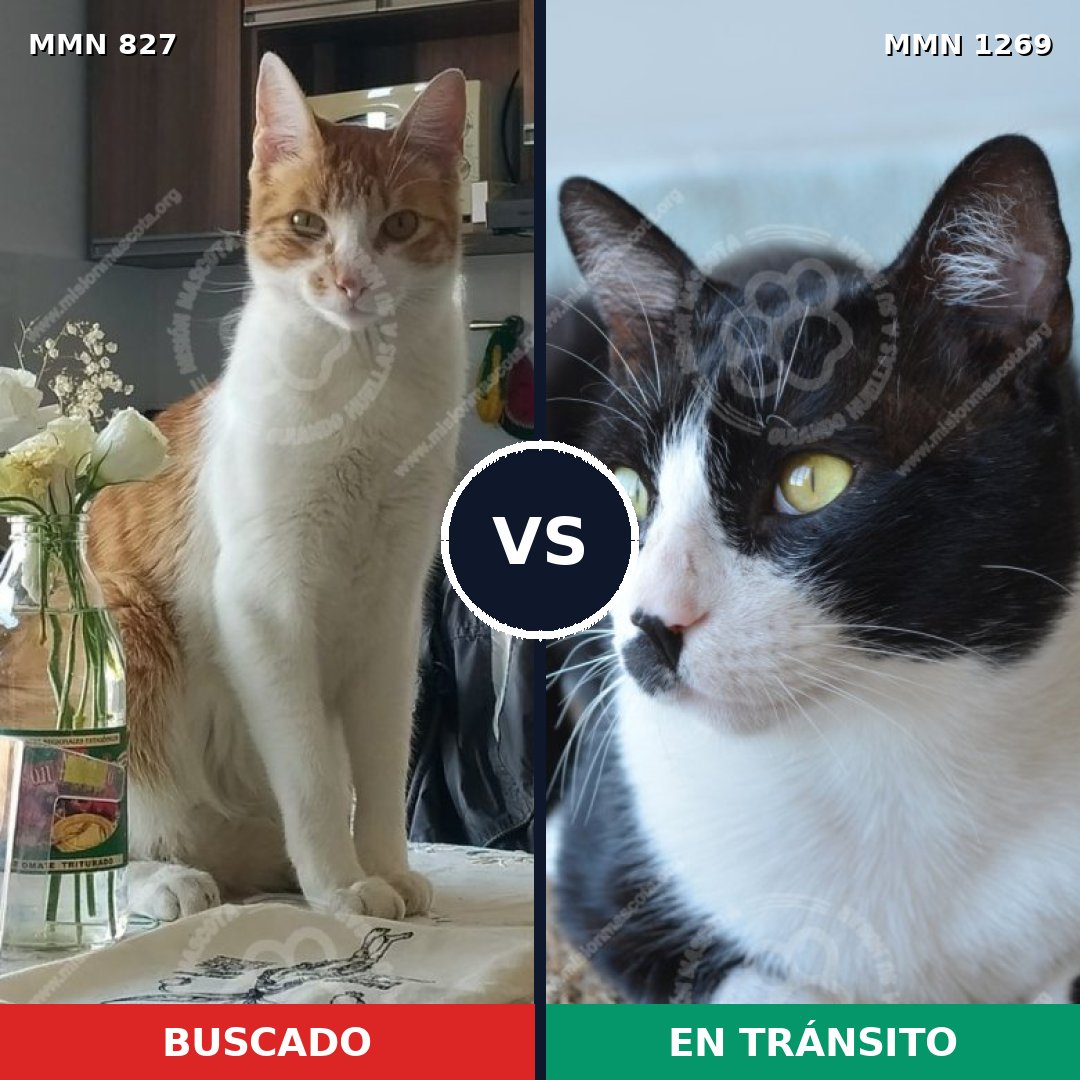 Comparativa MMS 23652: mascota perdida y mascota encontrada, 41% de similitud