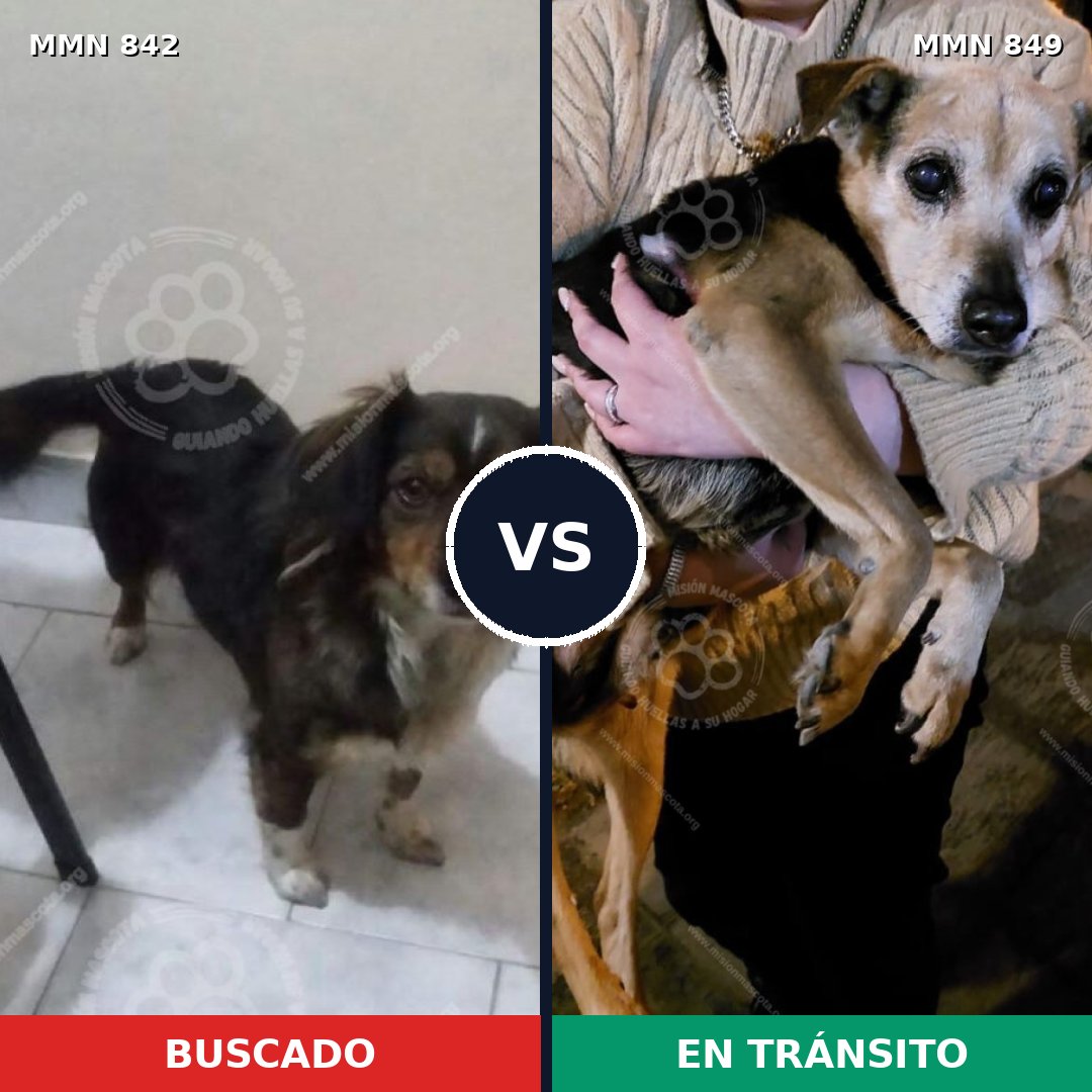 Comparativa MMS 23654: mascota perdida y mascota encontrada, 38% de similitud