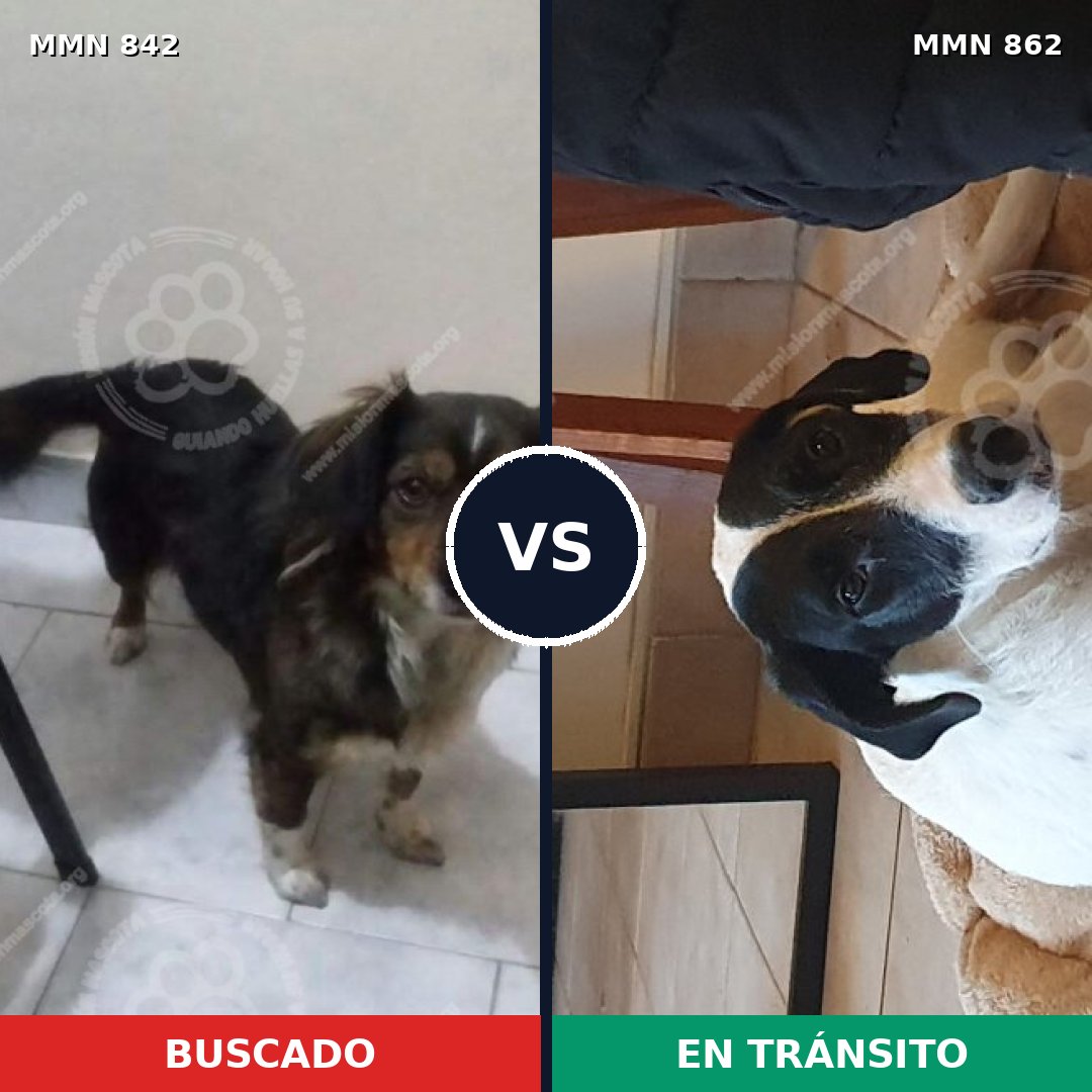 Comparativa MMS 23655: mascota perdida y mascota encontrada, 32% de similitud