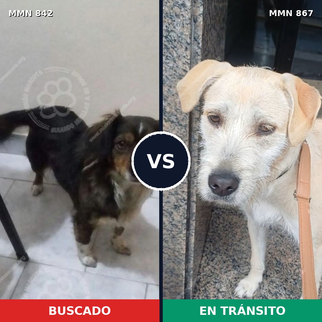 Comparativa MMS 23656: mascota perdida y mascota encontrada, 36% de similitud