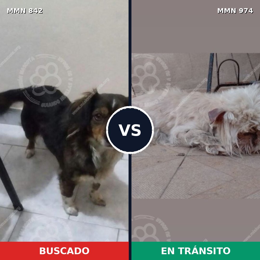 Comparativa MMS 23657: mascota perdida y mascota encontrada, 50% de similitud