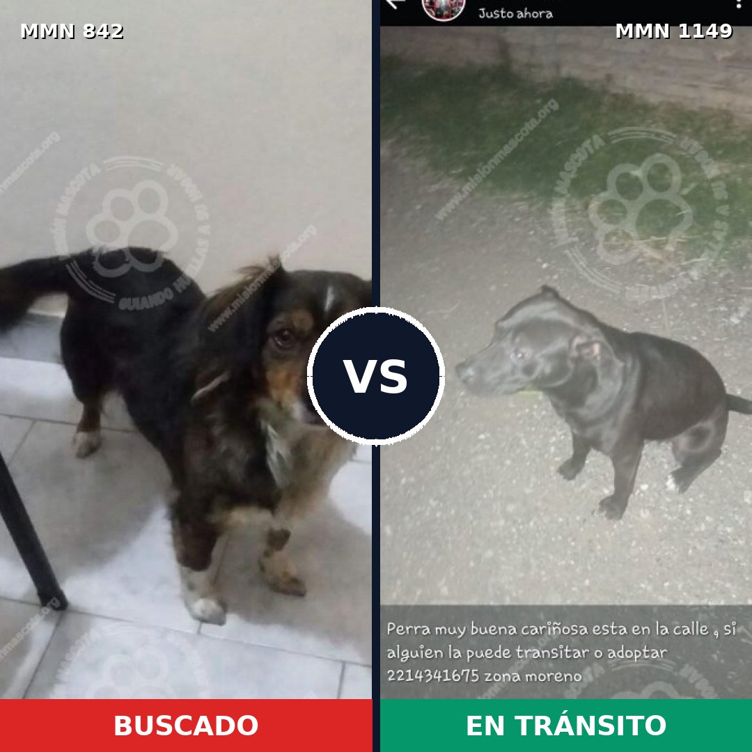 Comparativa MMS 23658: mascota perdida y mascota encontrada, 36% de similitud