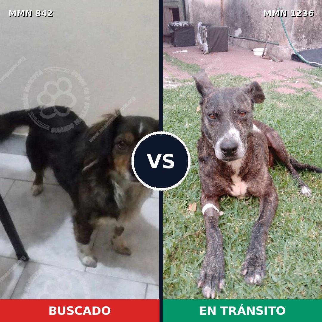 Comparativa MMS 23663: mascota perdida y mascota encontrada, 52% de similitud