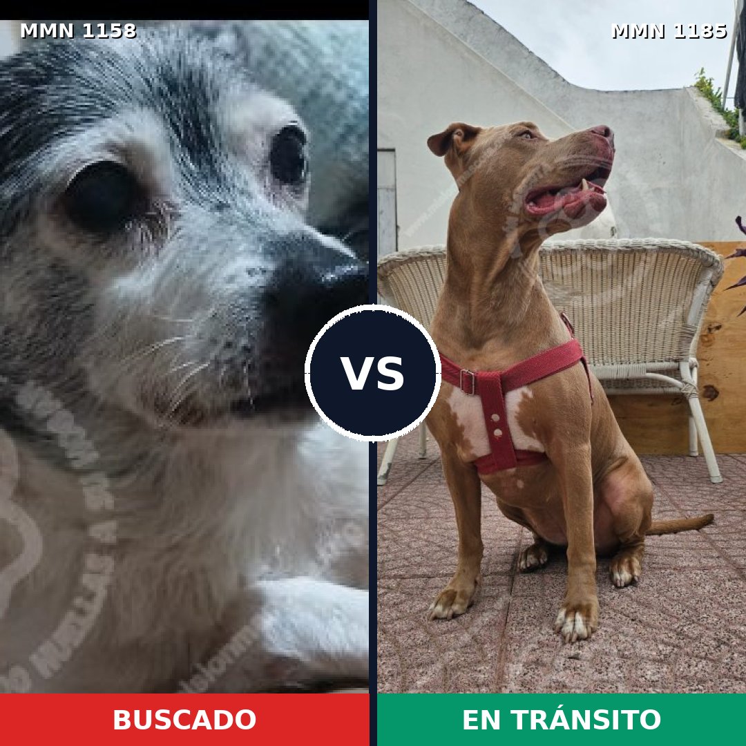 Comparativa MMS 23671: mascota perdida y mascota encontrada, 23% de similitud