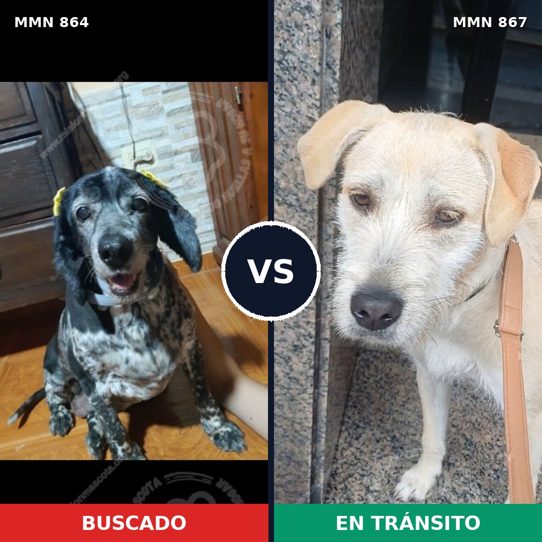 Comparativa MMS 23673: mascota perdida y mascota encontrada, 54% de similitud