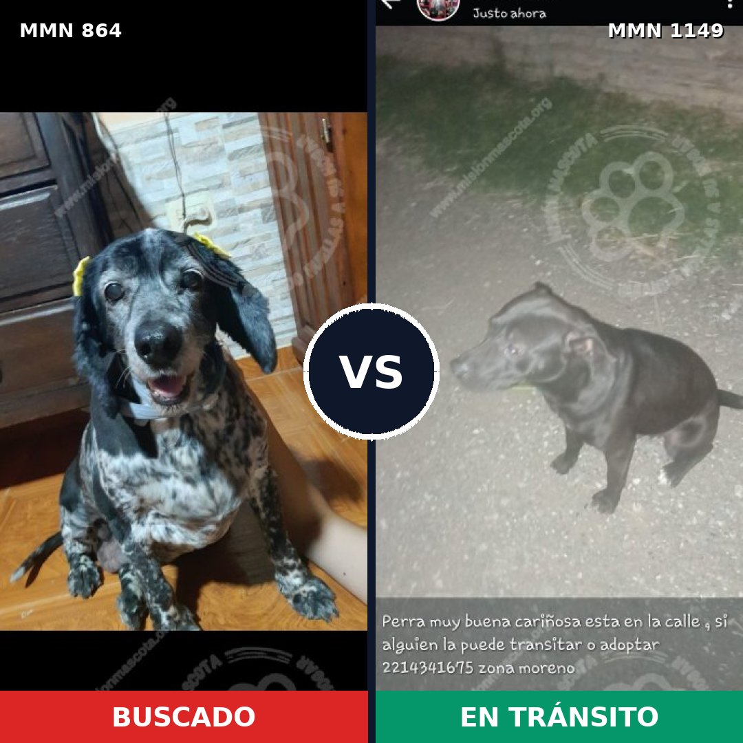Comparativa MMS 23675: mascota perdida y mascota encontrada, 51% de similitud