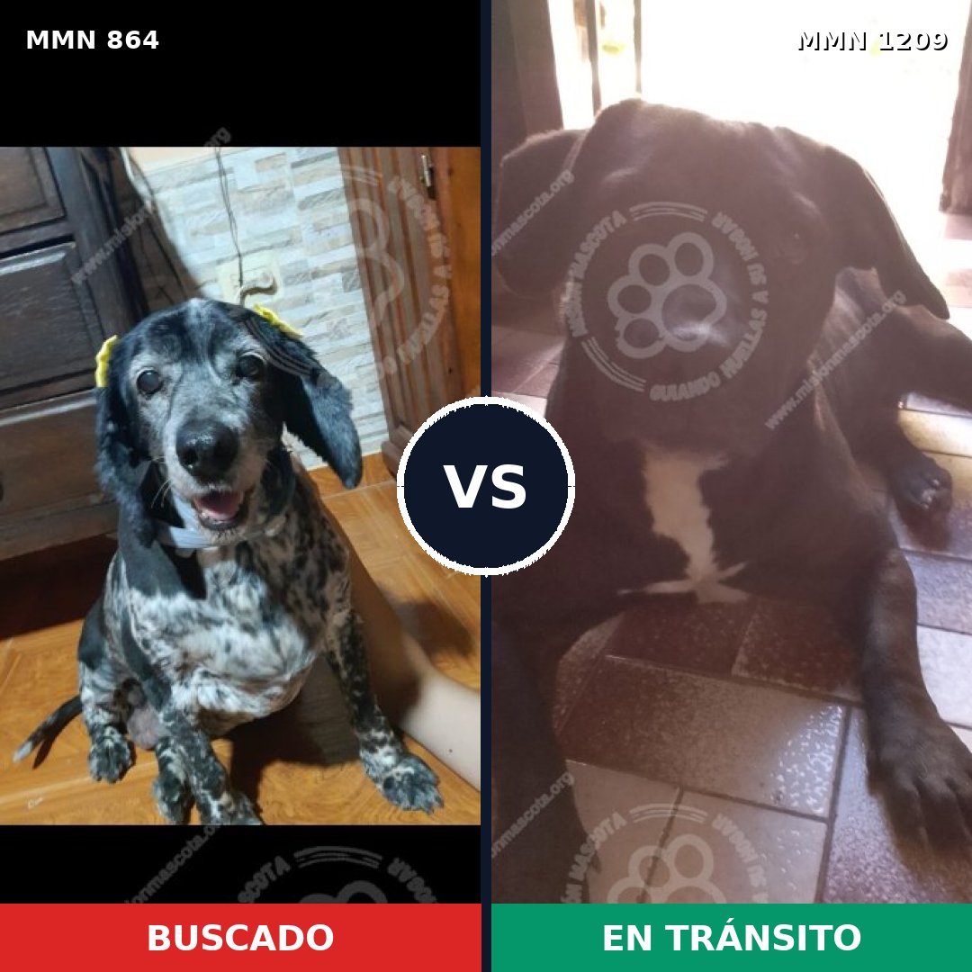 Comparativa MMS 23677: mascota perdida y mascota encontrada, 45% de similitud