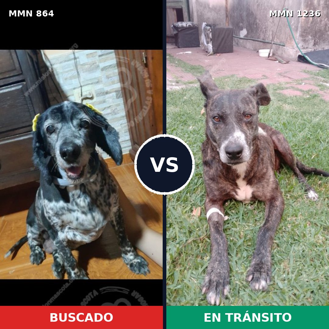 Comparativa MMS 23679: mascota perdida y mascota encontrada, 33% de similitud