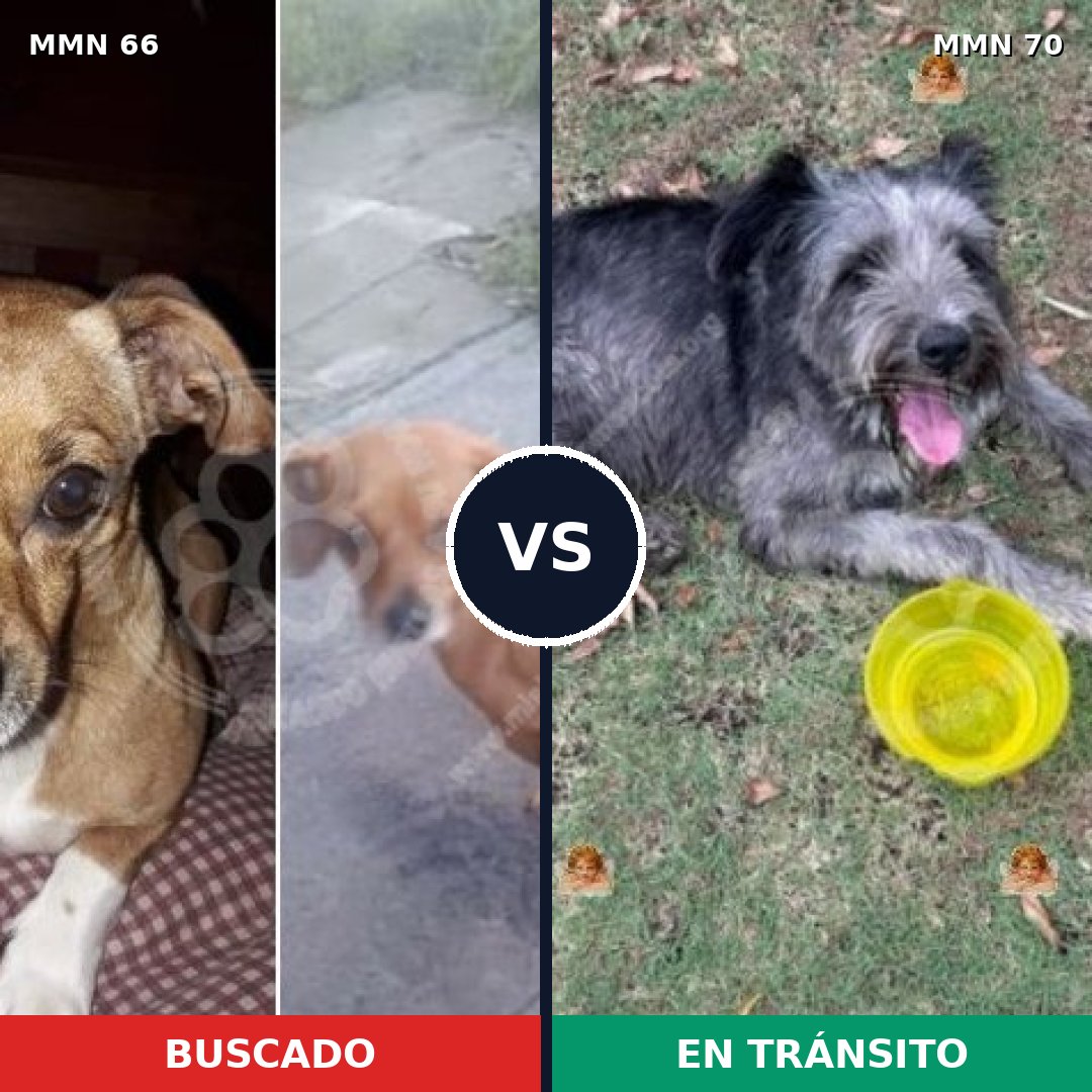 Comparativa MMS 2368: mascota perdida y mascota encontrada, 6% de similitud