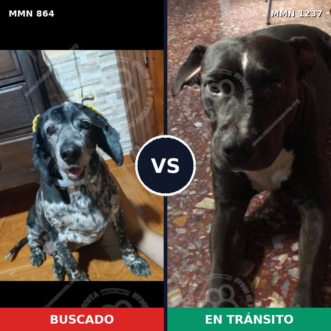 Comparativa MMS 23680: mascota perdida y mascota encontrada, 53% de similitud