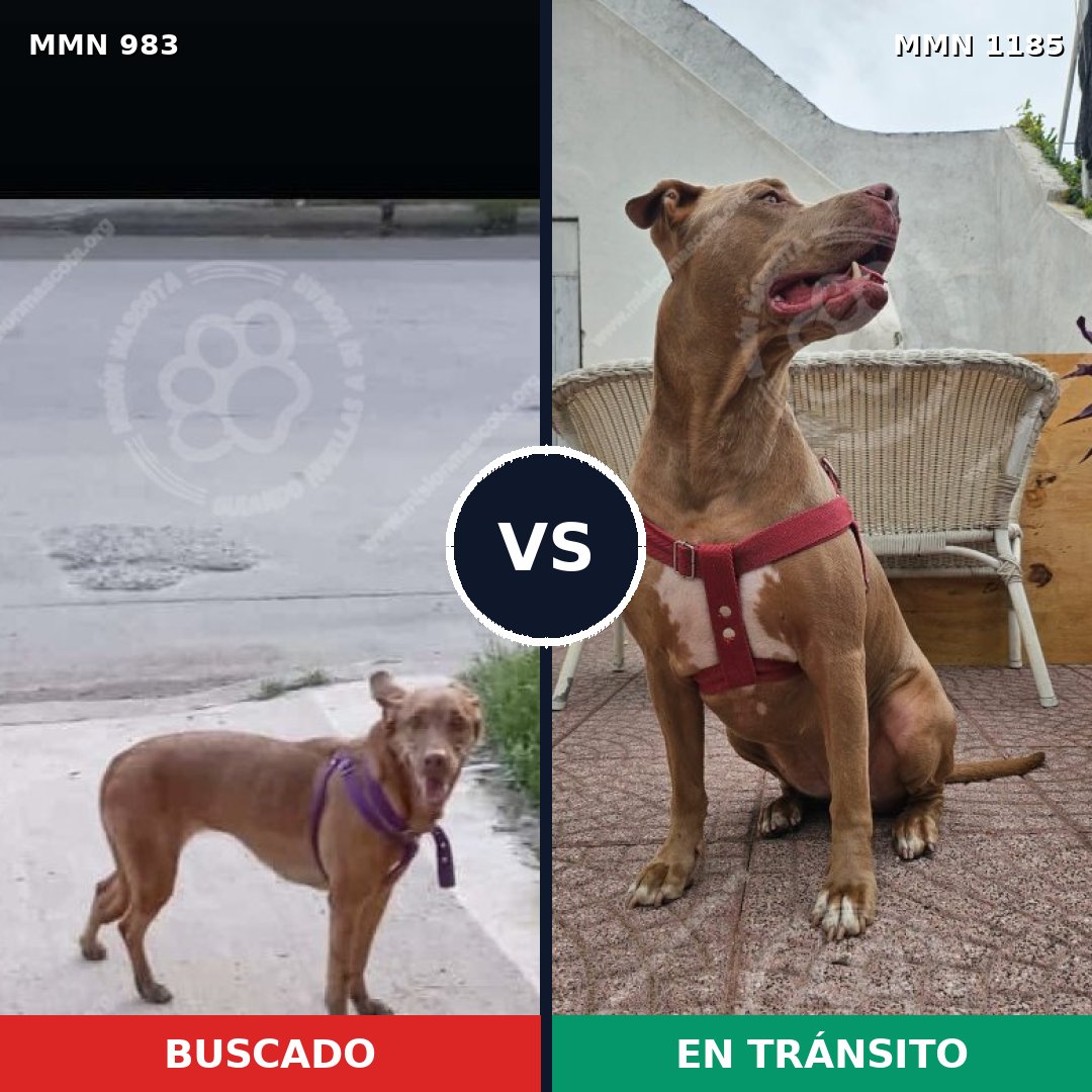 Comparativa MMS 23686: mascota perdida y mascota encontrada, 37% de similitud