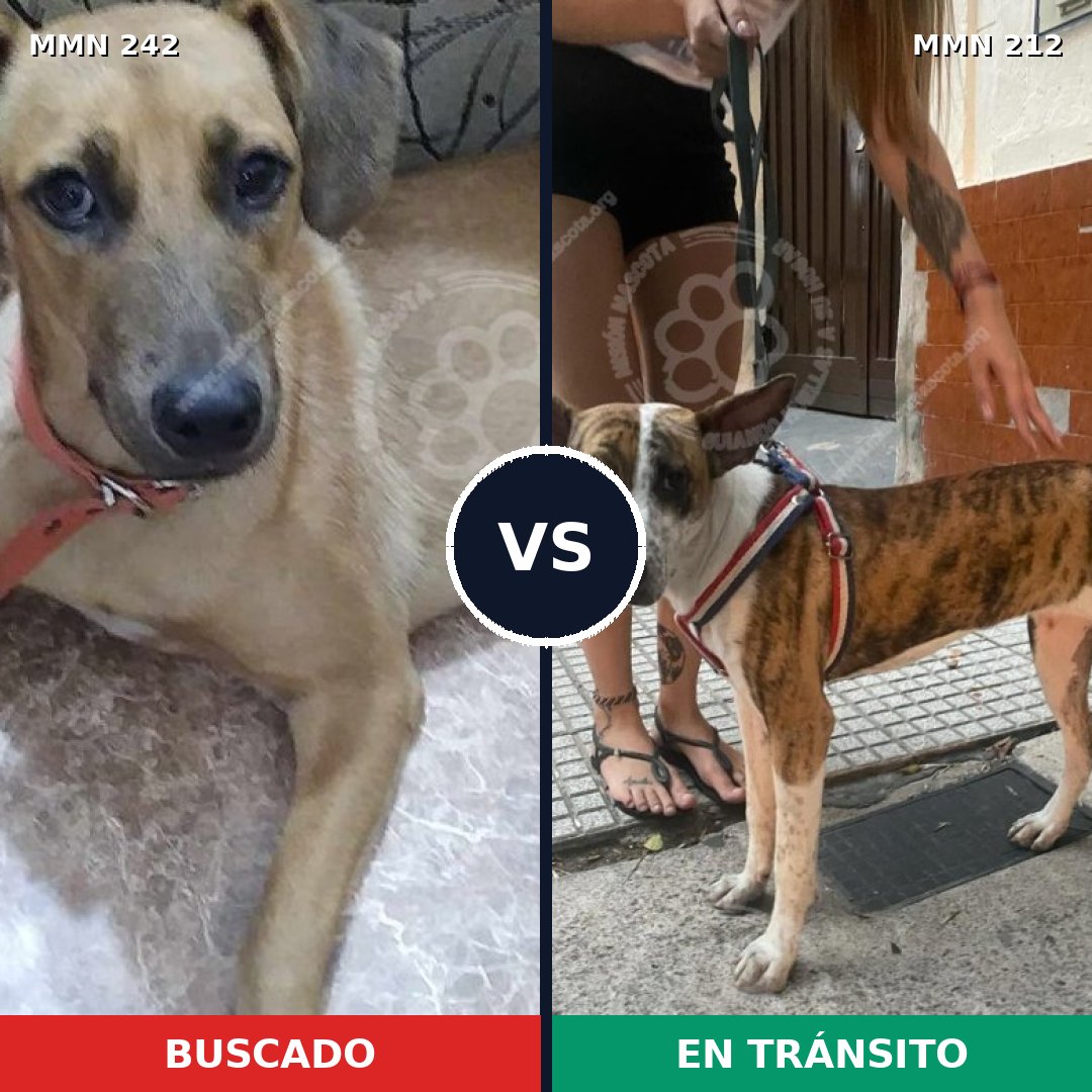 Comparativa MMS 23687: mascota perdida y mascota encontrada, 65% de similitud