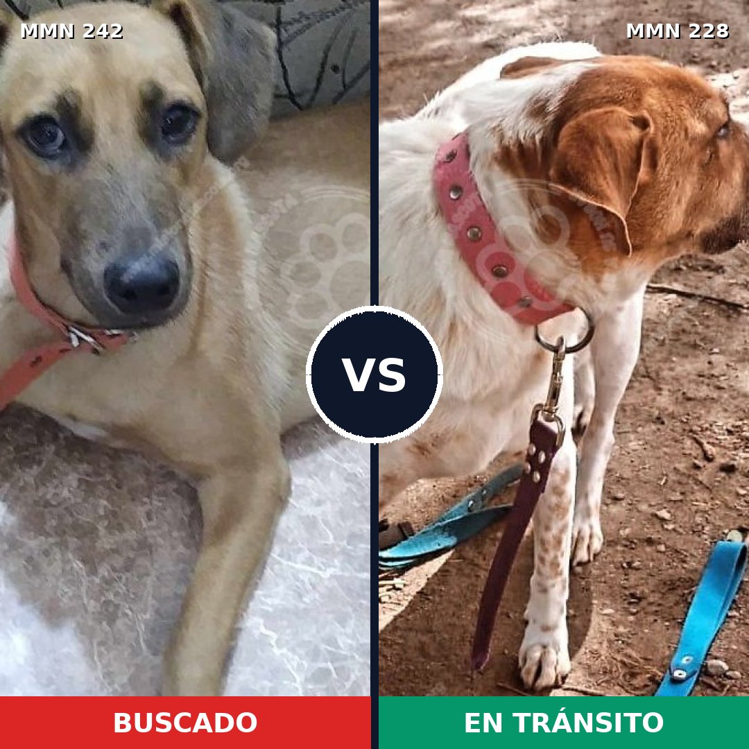 Comparativa MMS 23688: mascota perdida y mascota encontrada, 54% de similitud