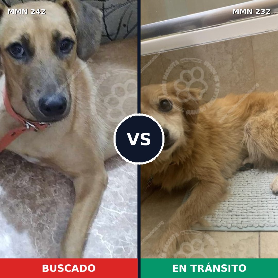 Comparativa MMS 23689: mascota perdida y mascota encontrada, 57% de similitud