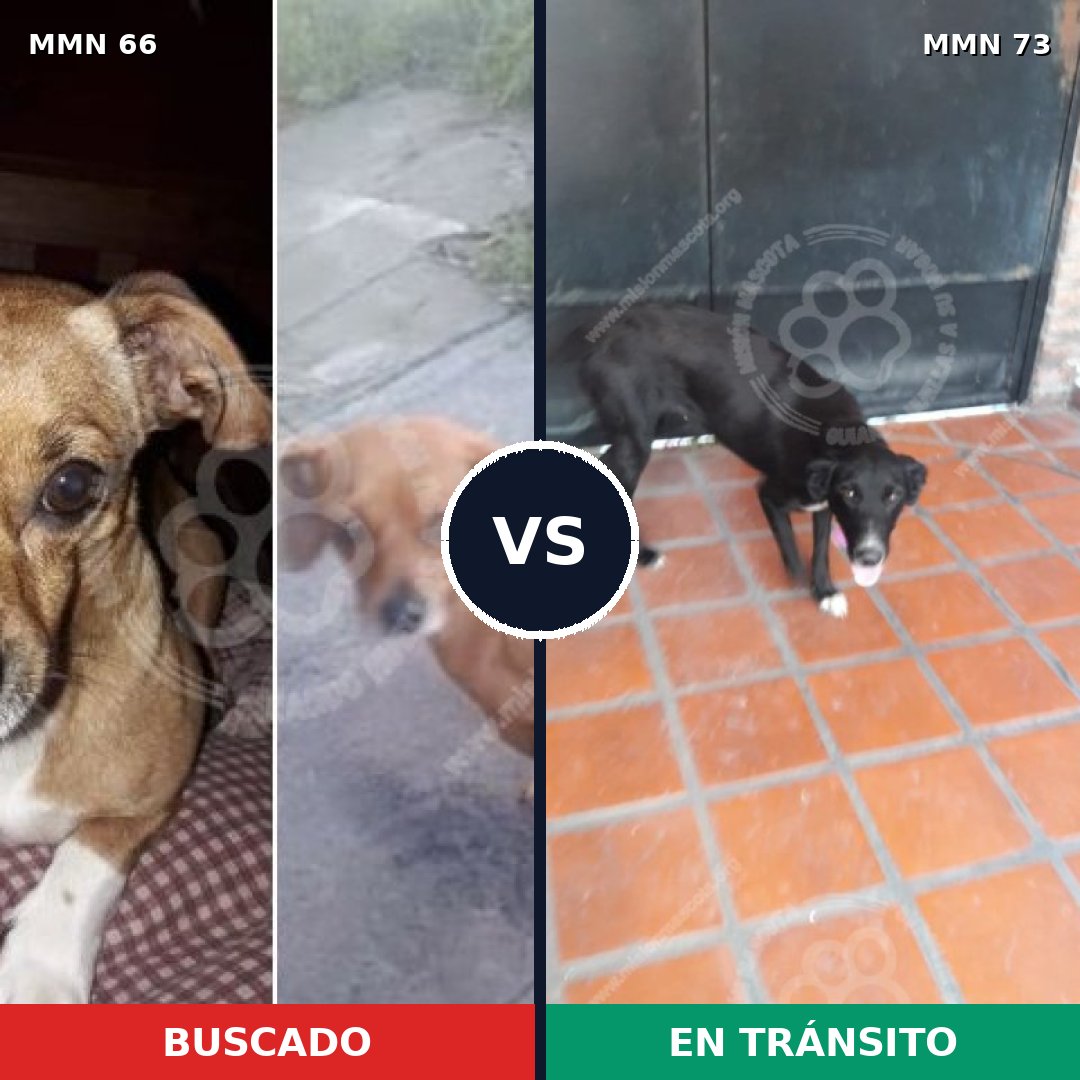 Comparativa MMS 2369: mascota perdida y mascota encontrada, 10% de similitud