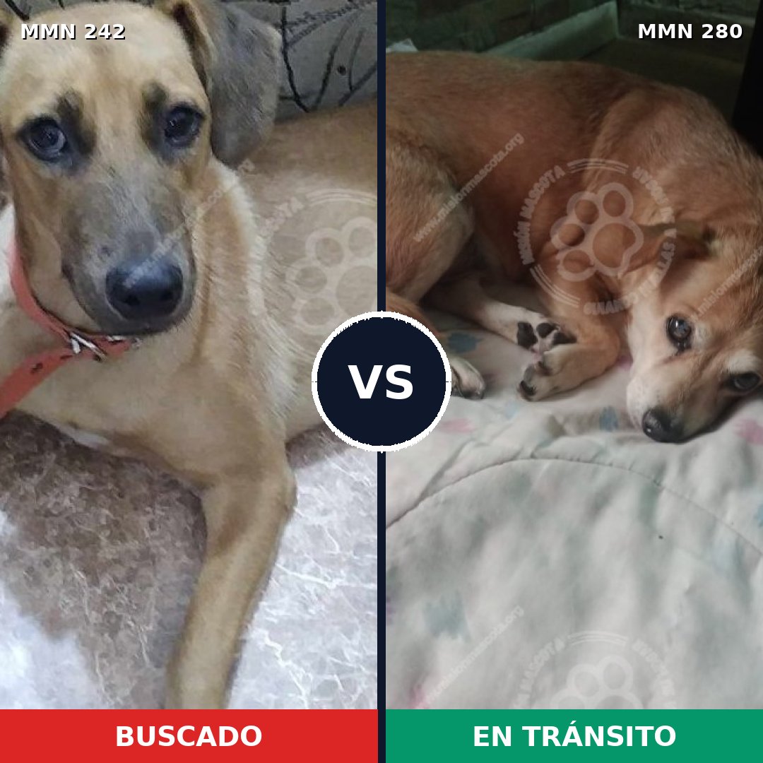 Comparativa MMS 23691: mascota perdida y mascota encontrada, 55% de similitud