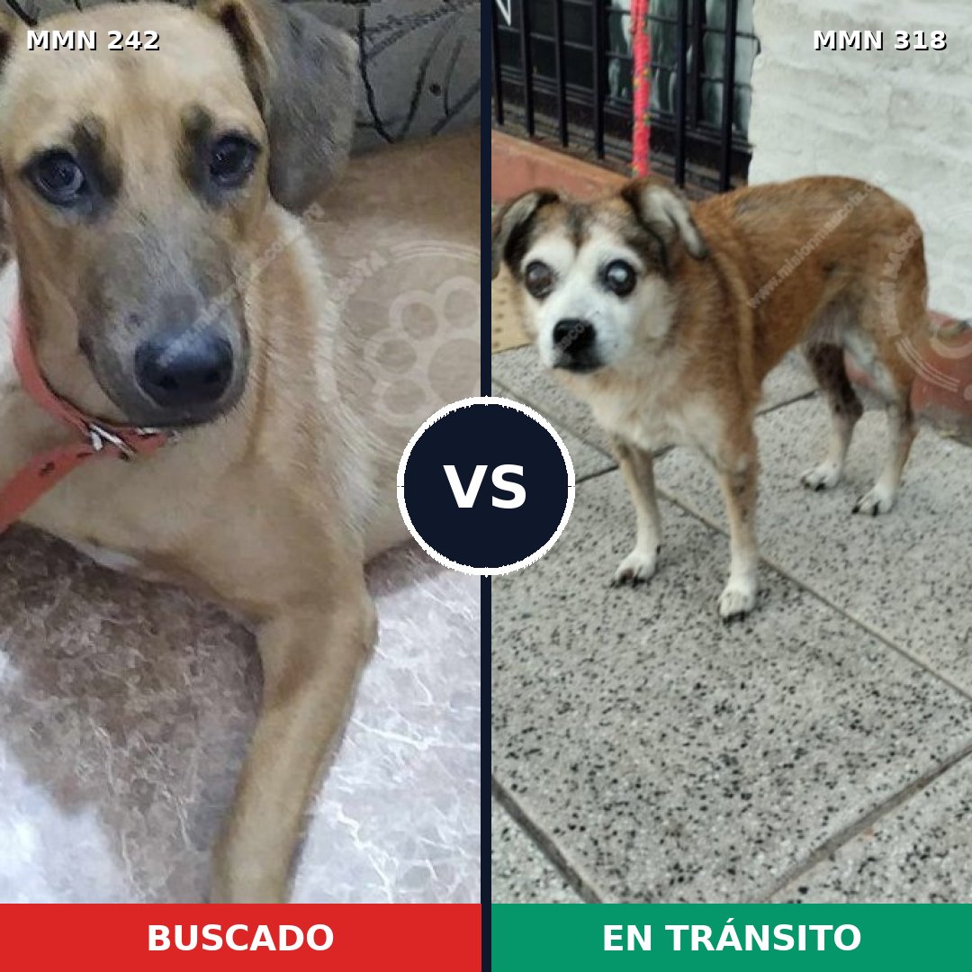 Comparativa MMS 23695: mascota perdida y mascota encontrada, 61% de similitud