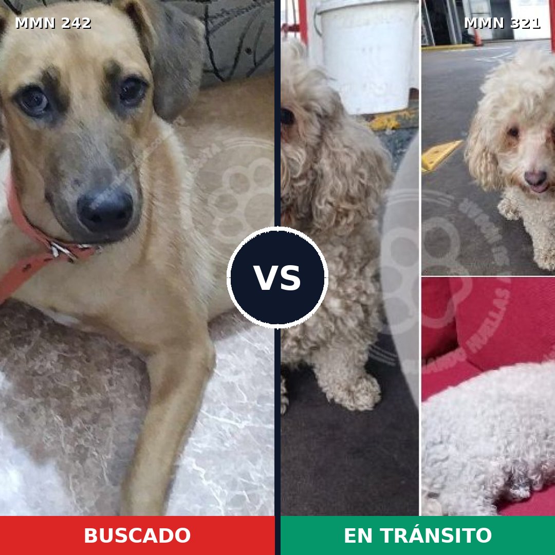 Comparativa MMS 23696: mascota perdida y mascota encontrada, 45% de similitud