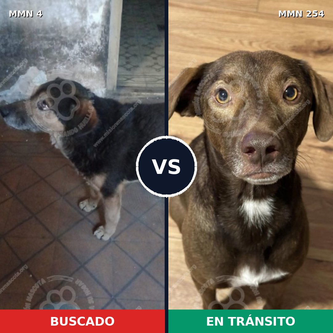 Comparativa MMS 237: mascota perdida y mascota encontrada, 71% de similitud