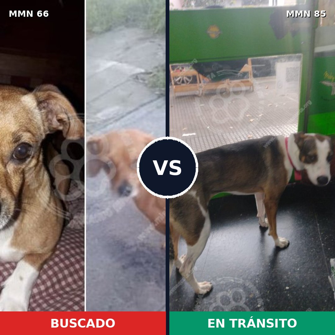 Comparativa MMS 2370: mascota perdida y mascota encontrada, 10% de similitud