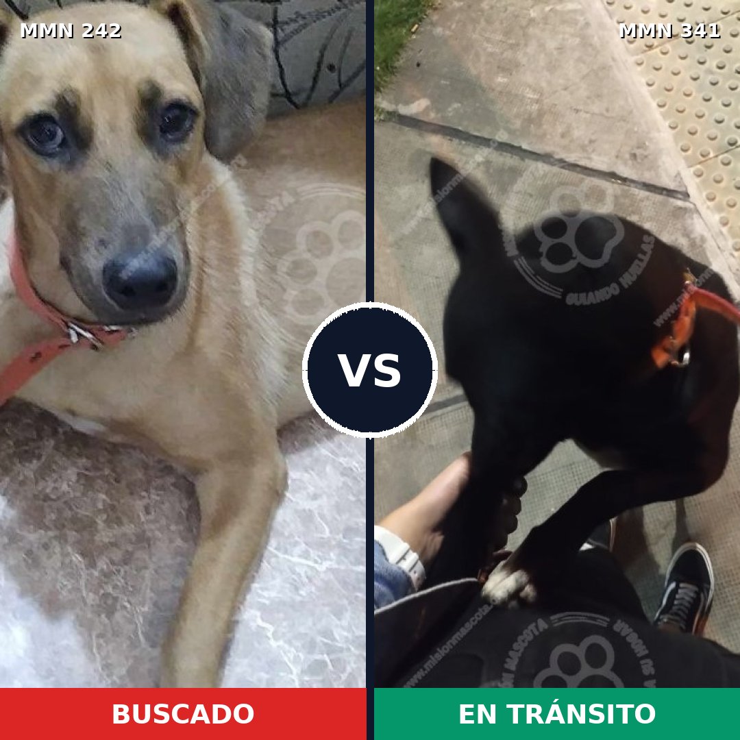 Comparativa MMS 23700: mascota perdida y mascota encontrada, 76% de similitud