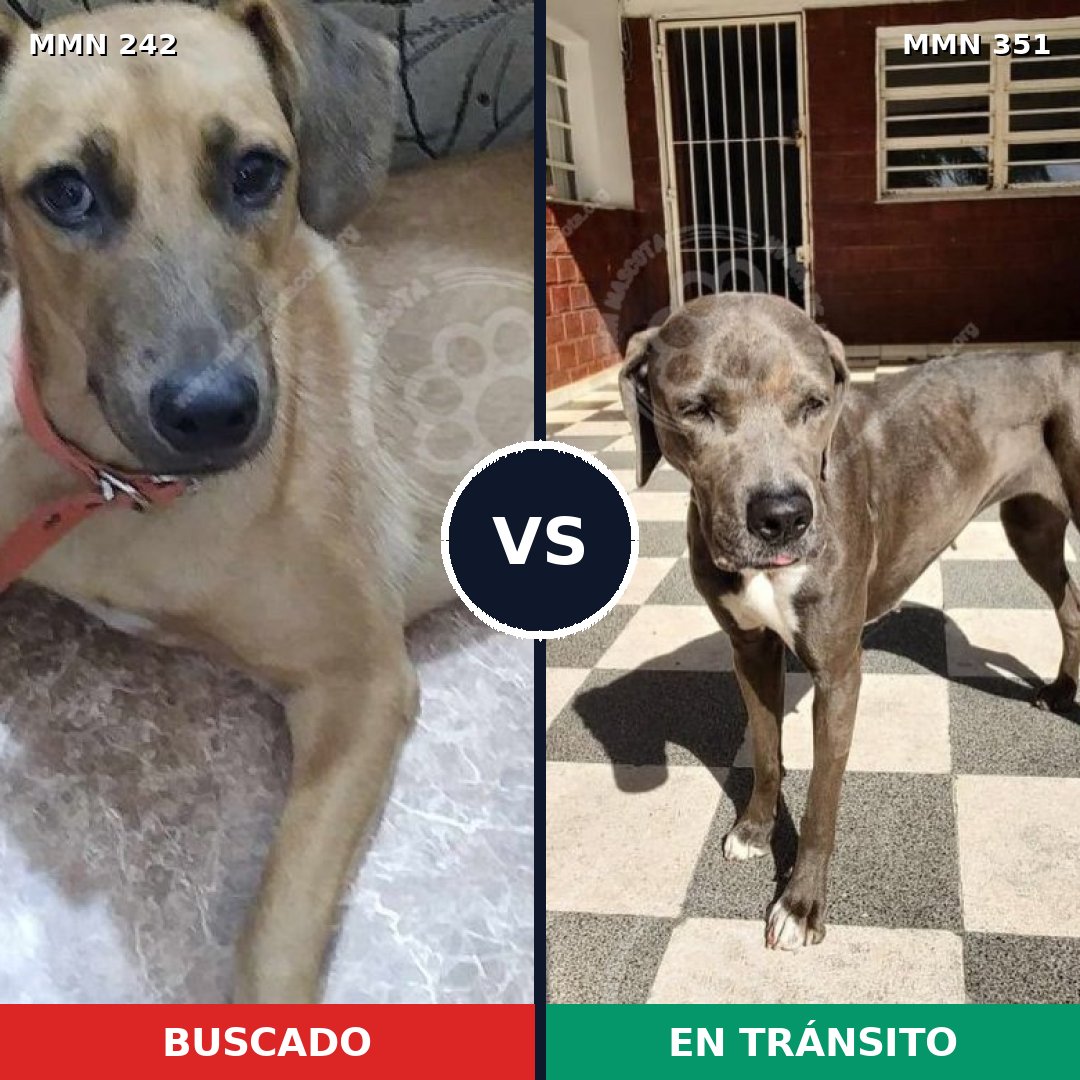 Comparativa MMS 23701: mascota perdida y mascota encontrada, 58% de similitud