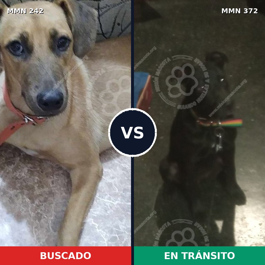 Comparativa MMS 23705: mascota perdida y mascota encontrada, 75% de similitud