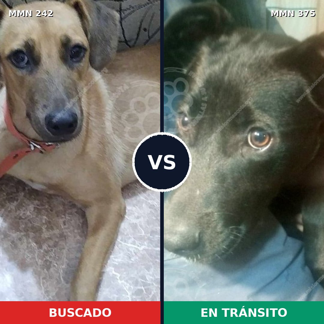 Comparativa MMS 23706: mascota perdida y mascota encontrada, 75% de similitud