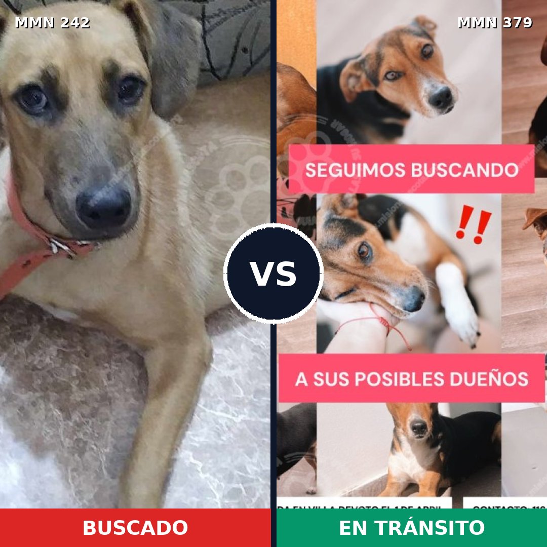 Comparativa MMS 23707: mascota perdida y mascota encontrada, 73% de similitud
