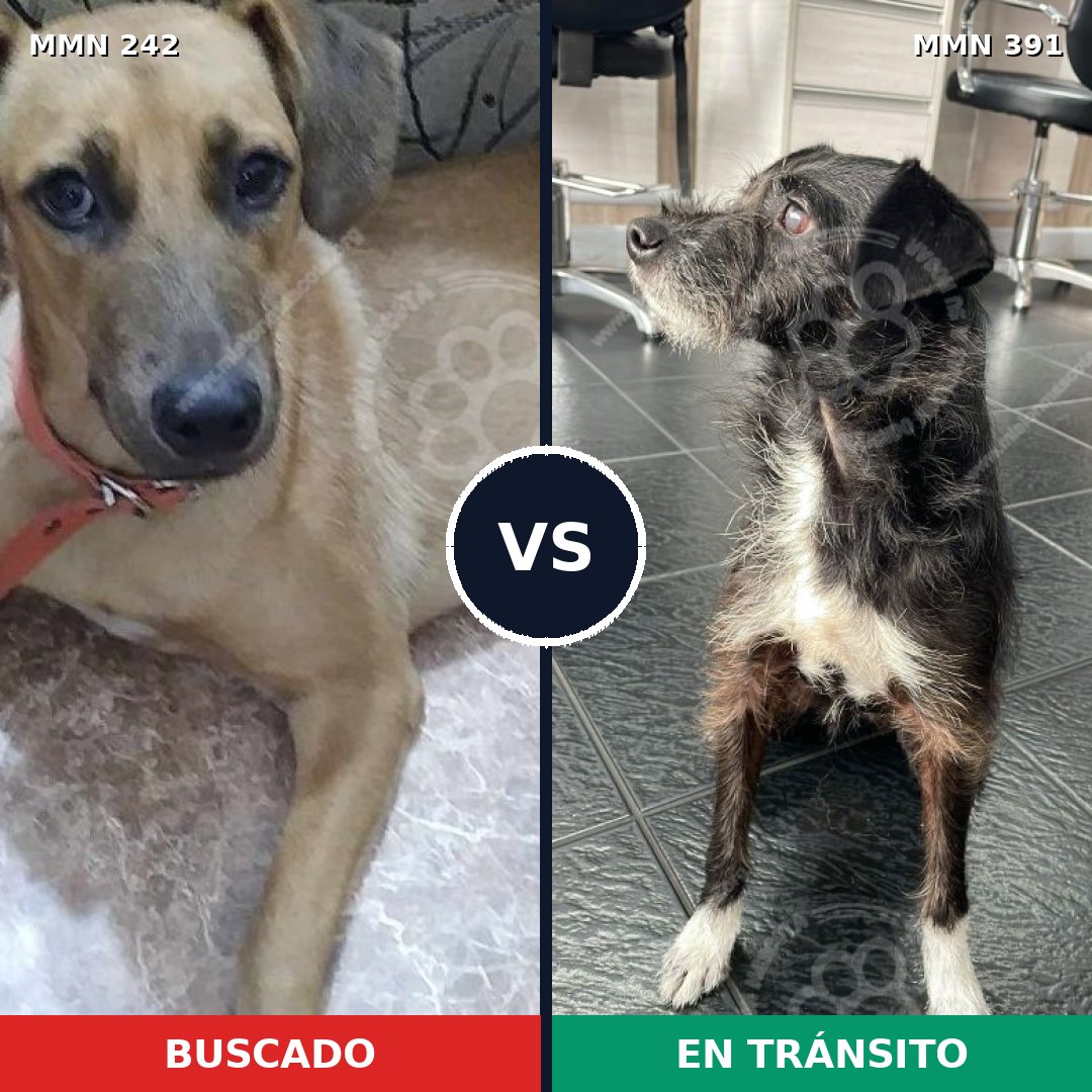 Comparativa MMS 23708: mascota perdida y mascota encontrada, 74% de similitud